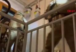 İstanbul'da organize suç örgütüne operasyon 13 gözaltı