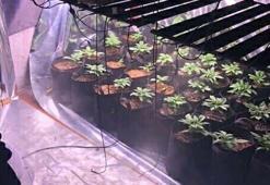 Evine sera kurup, Hint keneviri yetiştirmiş