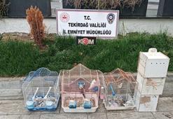 Tekirdağ'da yasa dışı yollarla getirilip üretimi yapılan 7 papağan ve 45 kumru ele geçirildi