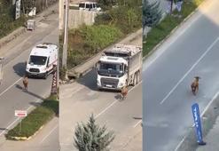 Rize’de kaçan inek sürücülere zor anlar yaşattı; o anlar kamerada