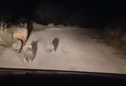 Siirt’te köy yoluna inen ayı ve yavruları kamerada