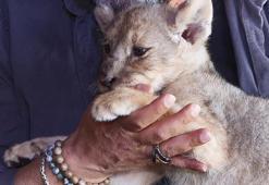 Tuzla'da veteriner kliniğinde ele geçirilen yavru aslana 'Hugo' adı verildi: 'Artık vatanı burası'