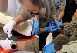 Yaralı bulunan bozayı, tedaviye alındı