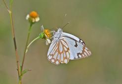 Güneydoğu’da ‘beyaz öncü kelebek’ zamanı
