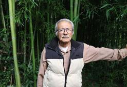 Samsun'da 10 yıldır bahçesinde bambu yetiştiriyor
