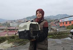 Kayıp kedi, patisinde mermiyle geri döndü