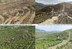 6 yıl önce dikilen fidanlar geleceğe nefes oldu