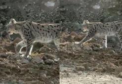 Hakkari'de nesli tehlike altındaki vaşak görüntülendi