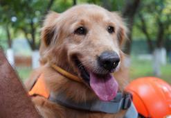 'Evcil köpekler de arama kurtarma timlerinde yer alabilir'