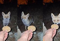 Kömbe yiyen tilki kamerada