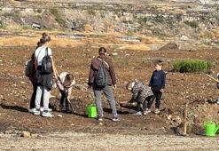 Maden rehabilitasyon projesi kapsamında zeytin fidanları toprakla buluştu