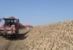 Pancar üreticisi fiyattan memnun