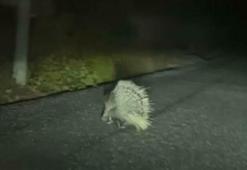 Aydın'da nesli tükenme altındaki oklu kirpi görüldü