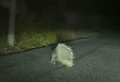 Aydın'da nesli tükenme altındaki oklu kirpi görüldü