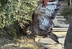 Yaralı şahin tedaviye alındı