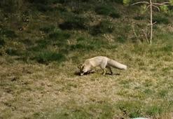 Bitlis'te kent merkezinde yiyecek arayan tilki kamerada