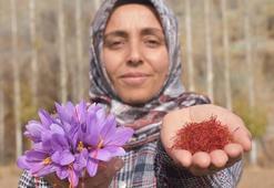 Eşini kaybettiği hastalık sürecinde önerilen, bulamadığı safranın üreticisi oldu