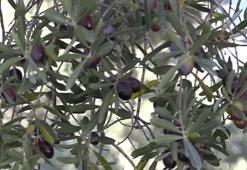 Artvin’in ödüllü ‘Butko’ zeytininde hasat sürüyor