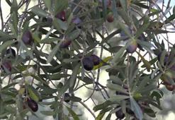 Artvin’in ödüllü ‘Butko’ zeytininde hasat sürüyor