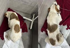 Bodrum'da bir yavru köpeği öldürüp, diğerini yaralayan şüpheli tutuklandı