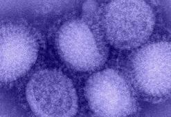 Kuzey Yarımküre'de 'H3N2' alarmı