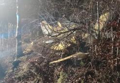 Siyasilerden Hırvatistan’da kaza kırıma uğrayan uçakta şehit olan pilot için taziye mesajı