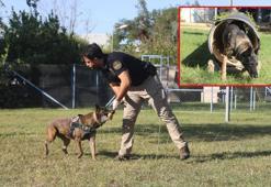 Narkotik köpeklerinin sıra dışı eğitimi; madde değil, oyuncağını arıyor