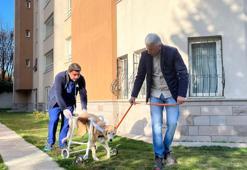 Sitenin köpeği 'Fıstık' için yürüteç