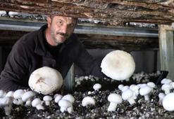 Metropol hayatını bıraktı, memleketinde mantar üretim çiftliği kurdu