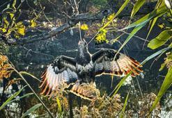 Gagasına olta takılı halde ağaca asılı kalan şahin kurtarıldı