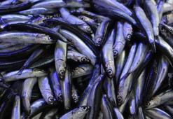 Hava soğudu, balık tezgahları hamsi ile doldu