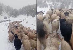 Ordu’da yoğun kar, çobanlara ve sürüye zor anlar yaşattı