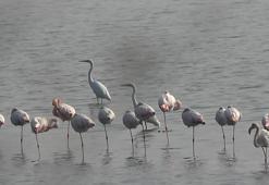 Hersek Lagünü'nün gözde misafirleri flamingolar