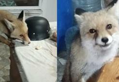 Bağ evinin bahçesine giren tilkileri besledi