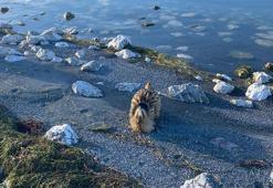 Eğirdir Gölü'nde yaralı bulunan Güney Amerika balabanı koruma altına alındı