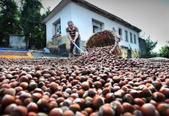 3'lü kıskaçtaki fındıkta düşük rekolteye rağmen hedef rekor ihracat