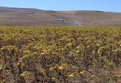 2050 yılında buğday, mısır, ayçiçeği üretimi düşecek