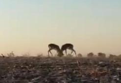 Dağ ceylanlarının kafa kafaya verdiği mücadele kamerada