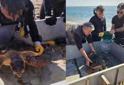 Deniz dibinde balık ağlarına takılı yaralı caretta caretta kurtarıldı