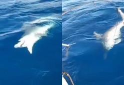 Amatör balıkçının oltasına köpek balığı takıldı