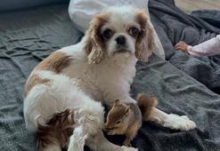 Epileptik nöbet geçiren sincap, tedavi için yurt dışına gönderilecek