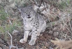 Van'da nesli tehlike altında olan vaşak görüntülendi