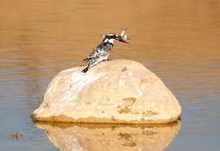 Adıyaman’da Alaca Yalıçapkını ilk kez görüntülendi