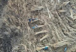 Sultan Sazlığı'ndan Avrupa'ya kamış ihracatı