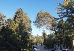 Atatürk'ün mirası 96 yıllık arboretum, ziyaretçilerini etkiliyor