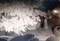 Kedinin bastonla vurularak öldürüldüğü iddiasıyla şikayetçi oldu