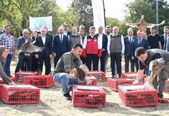 Kene ve kokarcaya karşı 36 bin keklik, 9 bin sülün doğaya salındı