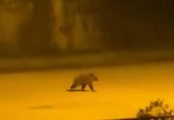 Caddede yavru bozayı görüntülendi