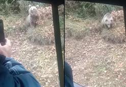 Yol kenarında gördükleri bozayıyı kameraya aldılar