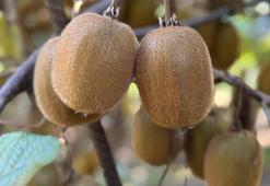 Tescilli Ordu kivisinde hasat sürüyor, 500 milyon TL kazanç hedefleniyor